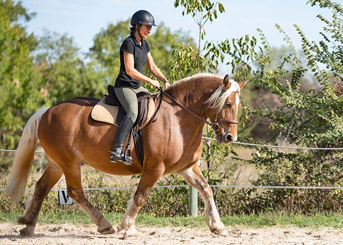 Stage d&rsquo;&eacute;quitation pour adultes &agrave; Blond