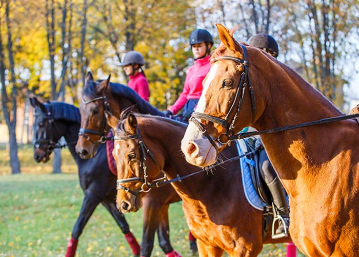 Stage d&rsquo;&eacute;quitation pour adultes &agrave; Blond