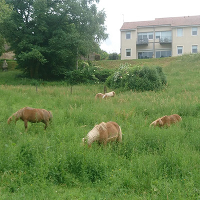 Venez découvrir l'équitation dans le centre équestre à Blond