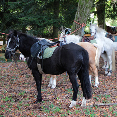 Venez découvrir l'équitation dans le centre équestre à Blond