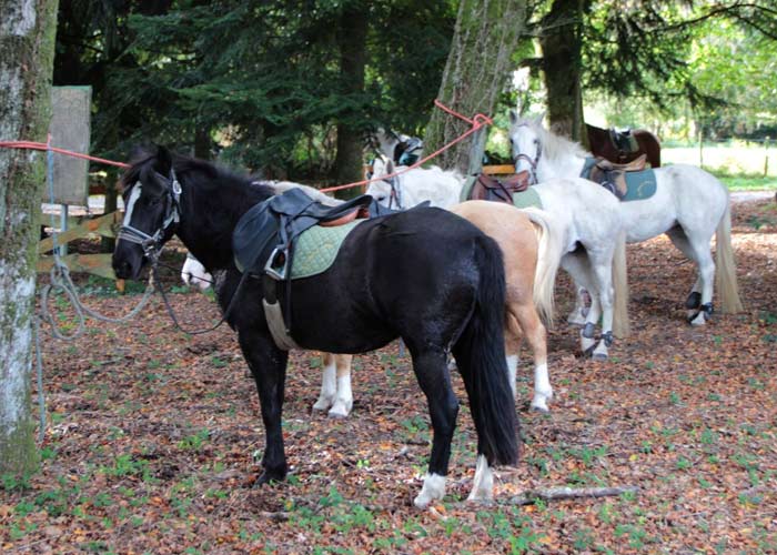 Anniversaire au centre &eacute;questre