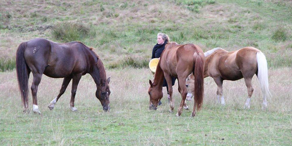 Demi pension cheval &agrave; Blond